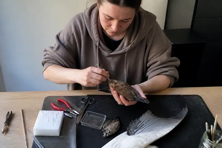 Starten met taxidermie
